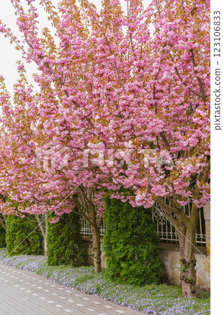 Beautiful cherry blossom trees lining peaceful pathway in springtime, street decor, landscape design Beautiful cherry blossom trees lining peaceful pathway in springtime, street decor, landscape design 123106833
