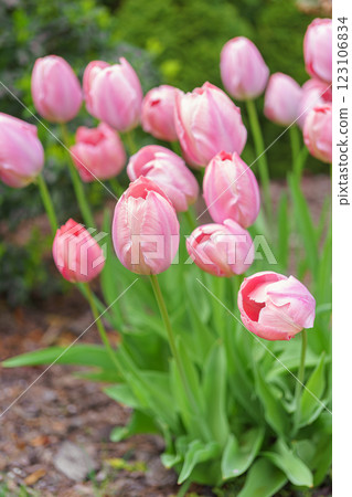 Pastel pink colored Darwin tulip, Mystic van Eijk bloom in botanical garden, flowerbed during spring Pastel pink colored Darwin tulip, Mystic van Eijk bloom in botanical garden, flowerbed during spring 123106834
