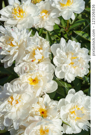 Vibrant fresh white peony flower bush in full bloom in the garden in sunny day, floral background 123106836