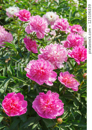 Vibrant fresh pink peony flower bush in full bloom in the garden in sunny day, floral background 123106839