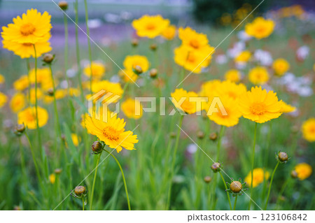 Yellow flower lance leaved, Coreopsis lanceolata, Lanceleaf Tickseed or Maiden eye on meadow, field Yellow flower lance leaved, Coreopsis lanceolata, Lanceleaf Tickseed or Maiden eye on meadow, field 123106842