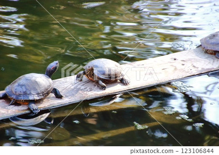 turtle turtle 123106844