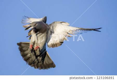 Pigeon just after take off Pigeon just after take off 123106891