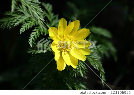 帶來幸福的花朵 帶來幸福的花朵 123106935