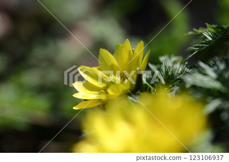 Flowers that bring happiness Flowers that bring happiness 123106937