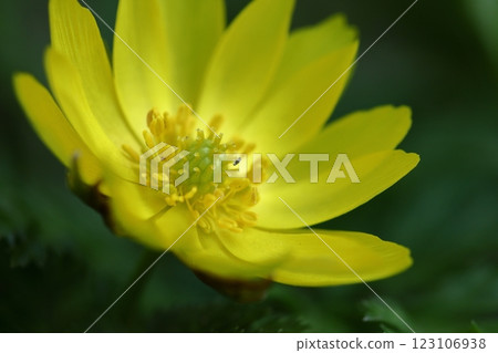 Flowers that bring happiness Flowers that bring happiness 123106938