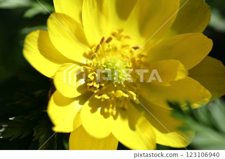Flowers that bring happiness Flowers that bring happiness 123106940