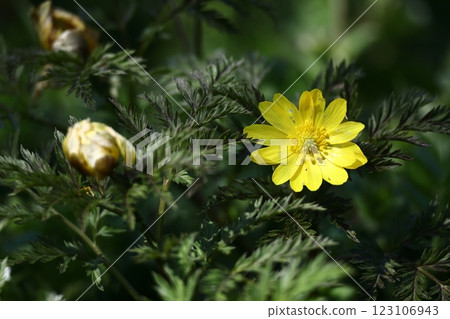 Flowers that bring happiness 123106943