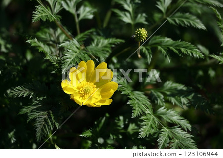 Flowers that bring happiness Flowers that bring happiness 123106944