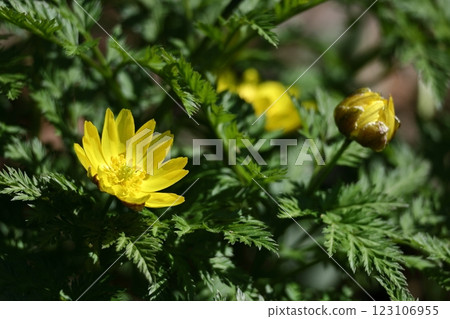 Flowers that bring happiness 123106955