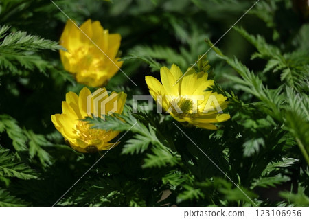 Flowers that bring happiness 123106956