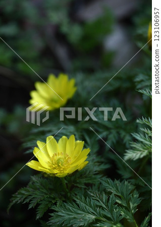 帶來幸福的花朵 123106957