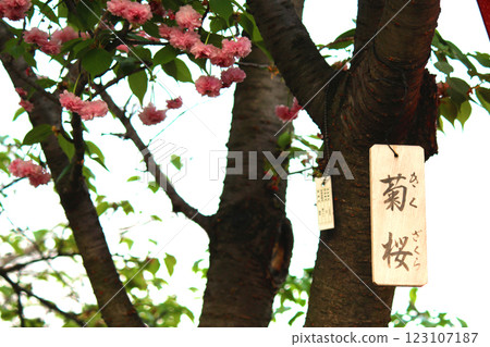 The Osaka Mint Bureau's Sakura Passage and Double Cherry Blossom (Kikuzakura) Wooden Sign The Osaka Mint Bureau's Sakura Passage and Double Cherry Blossom (Kikuzakura) Wooden Sign 123107187