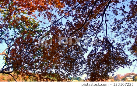 冬季的一碧湖紅葉紛飛 冬季的一碧湖紅葉紛飛 123107225