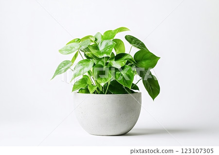 Philodendron brasil growing in modern cement pot on white background 123107305