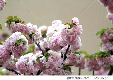 The cherry blossom passage at the Osaka Mint Bureau and a branch of double cherry blossom (Hayashi No. 1) 123107642