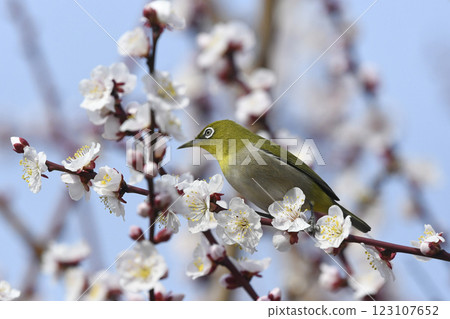 White-eye on a white plum blossom in full bloom (spring image) (heartwarming image) White-eye on a white plum blossom in full bloom (spring image) (heartwarming image) 123107652