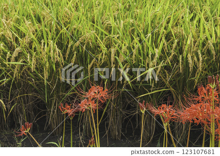 秋季稻田裡的稻穗與紅花石蒜 123107681