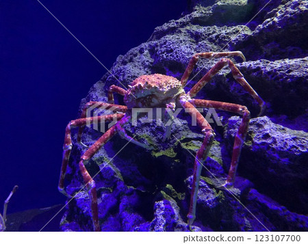 Spider crab, rocks, marine life, crustaceans Spider crab, rocks, marine life, crustaceans 123107700