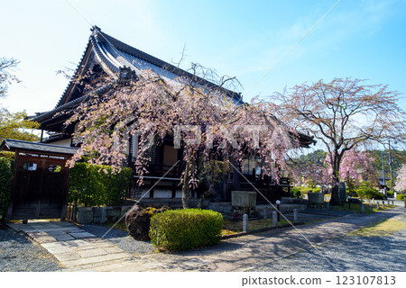 Branched cherry blossoms of Komchomonji temple 123107813