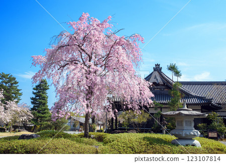 Branched cherry blossoms of Komchomonji temple Branched cherry blossoms of Komchomonji temple 123107814