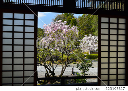 Branched cherry blossoms of Komchomonji temple Branched cherry blossoms of Komchomonji temple 123107817