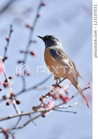 Daurian Redstart male in the park Daurian Redstart male in the park 123107831