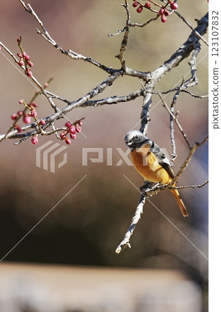 達里安·雷德斯塔克（Daurian Redstart）男性在公園裡 123107832