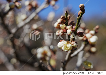 在巴林的梅花 123107875