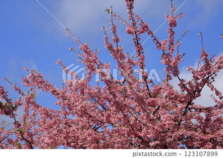 伊豆產的早櫻 123107899