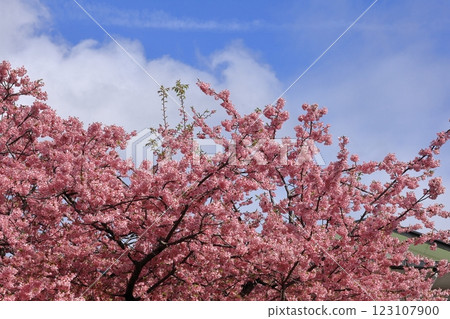 伊豆產的早櫻 伊豆產的早櫻 123107900