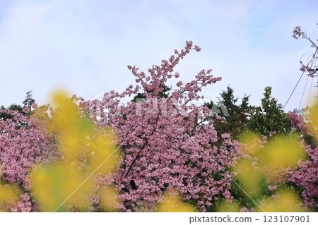 伊豆產的早櫻 123107901