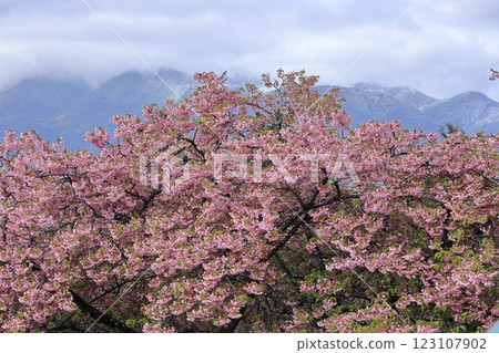 伊豆產的早櫻 伊豆產的早櫻 123107902