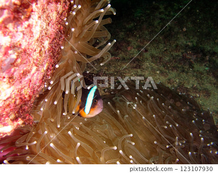 Clownfish hiding among sea anemones 123107930