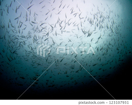仰望藍色海洋中的一群魚 123107931