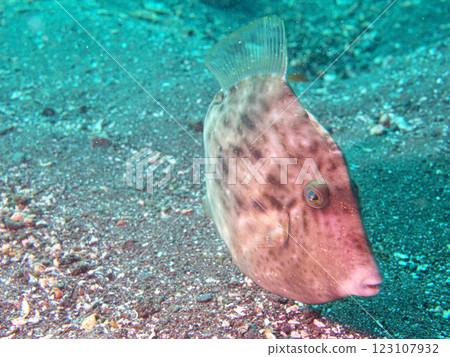 生活在海底的鯔魚 123107932