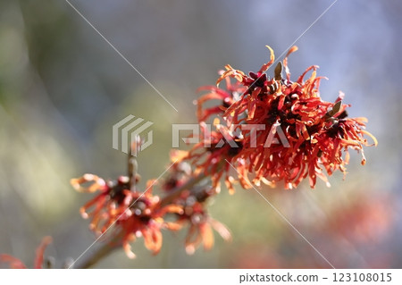 Flower that blooms first in spring Flower that blooms first in spring 123108015