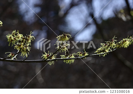 春天首先開花的花 123108016
