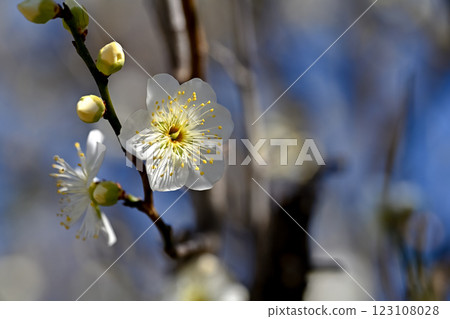 white plum blossom 123108028