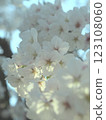 櫻花 123108060