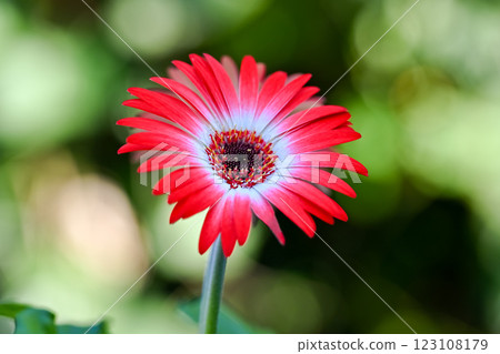 Gerbera Gerbera 123108179