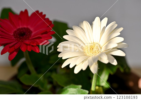 雛菊 雛菊 123108193