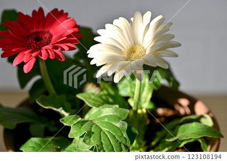 雛菊 雛菊 123108194