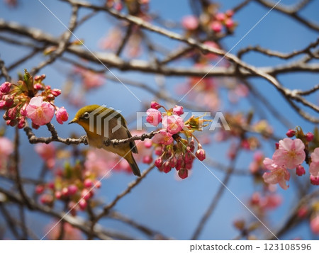 Pink winter cherry blossoms against the blue sky and a Japanese white-eye sucking nectar Pink winter cherry blossoms against the blue sky and a Japanese white-eye sucking nectar 123108596