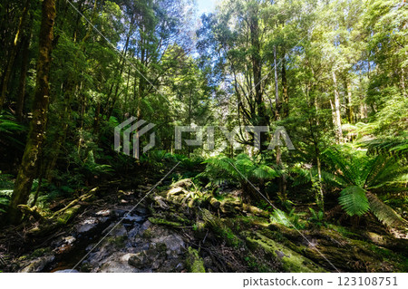 Nelson Falls in Franklin-Gordon Wild Rivers National Park Tasmania Australia Nelson Falls in Franklin-Gordon Wild Rivers National Park Tasmania Australia 123108751