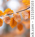 Desaturated autumn leaves in close-up, crisp textures, soft golden light, faded seasonal hues. 123109103