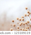 An abstract arrangement of dried flowers in soft neutral tones, with desaturated textures and a dreamy depth of field. 123109119