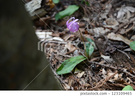 早春時節，紫羅蘭裝飾田野 123109465