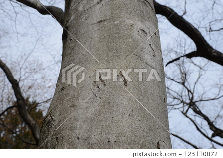 山毛櫸樹幹上留下的亞洲黑熊爪痕 123110072