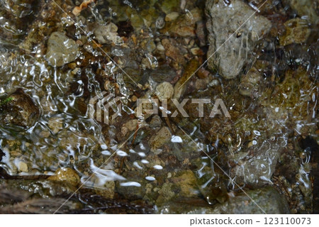 春天清澈的小溪裡出生的蠑螈幼崽 123110073